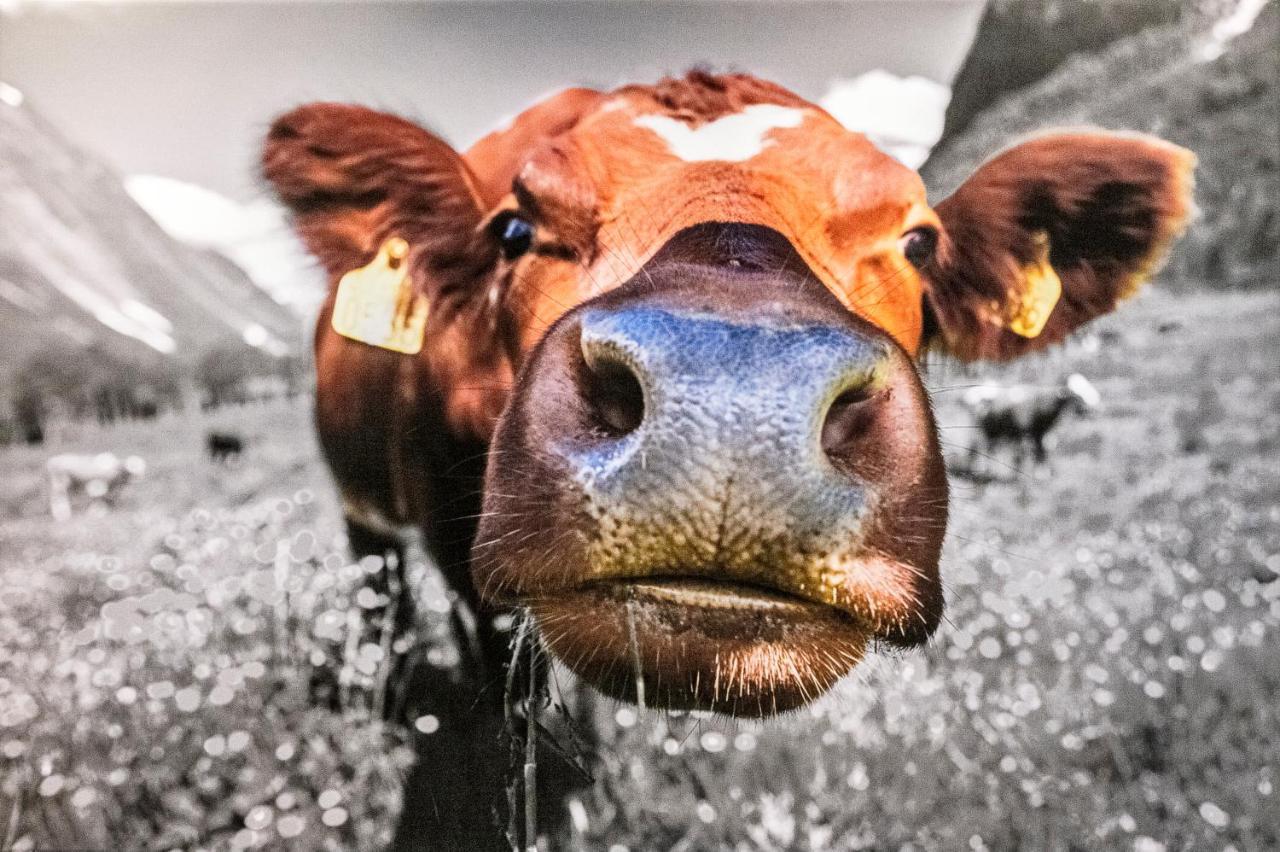 Apartmán Haus Silvretta Nova Tschagguns Exteriér fotografie